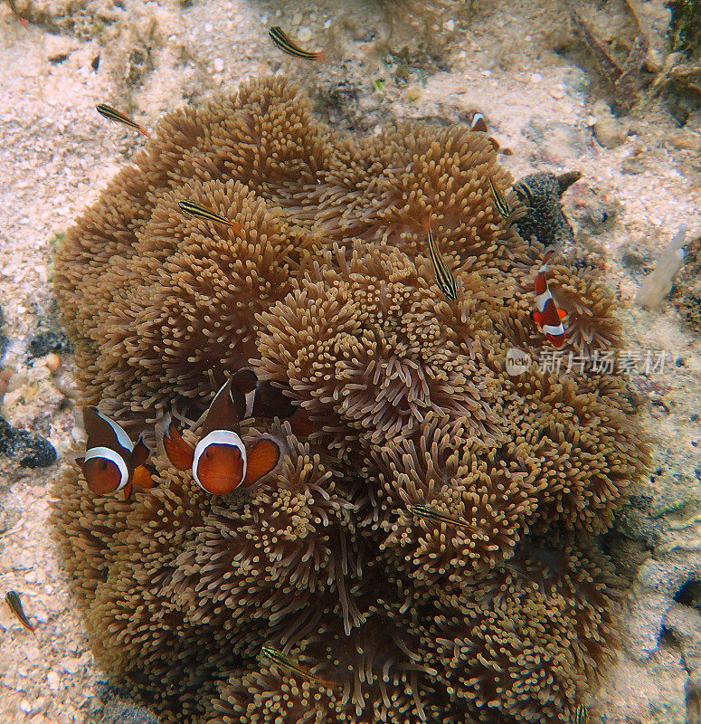 海葵中的橙色小丑鱼(Amphiprion percula)